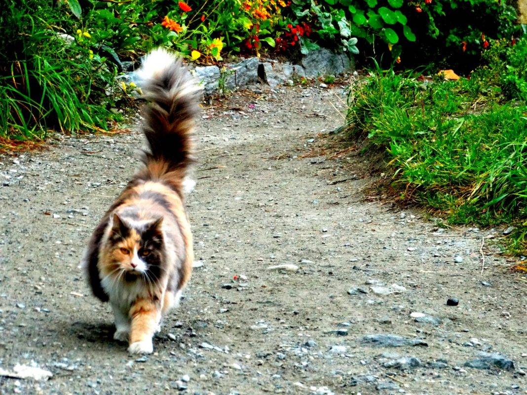 „Koci koci łapci” „Koci koci łapci”