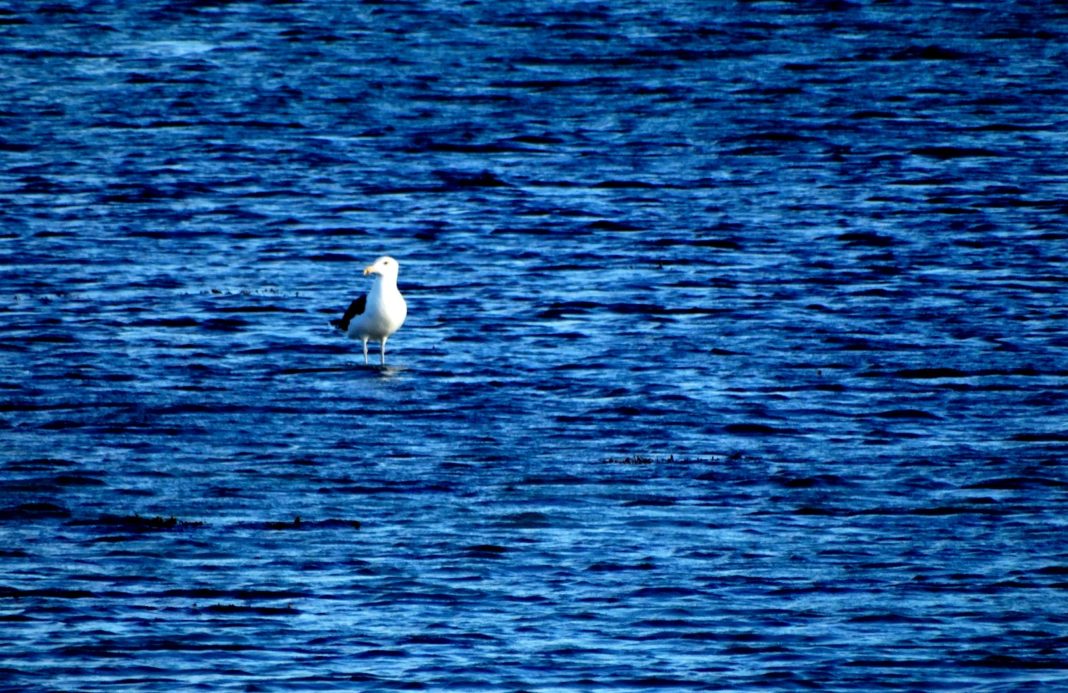 Historia pewnego zdjecia. „O Jezu!” Historia pewnego zdjecia. „O Jezu!”