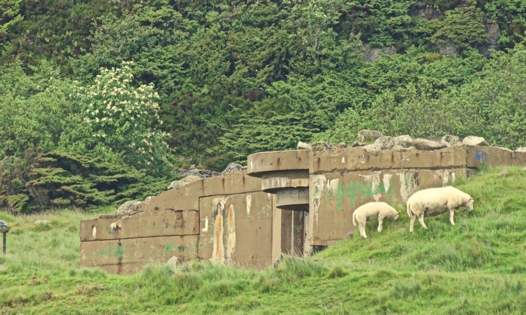Zdjęcie Dnia. „Owce na poligonie”