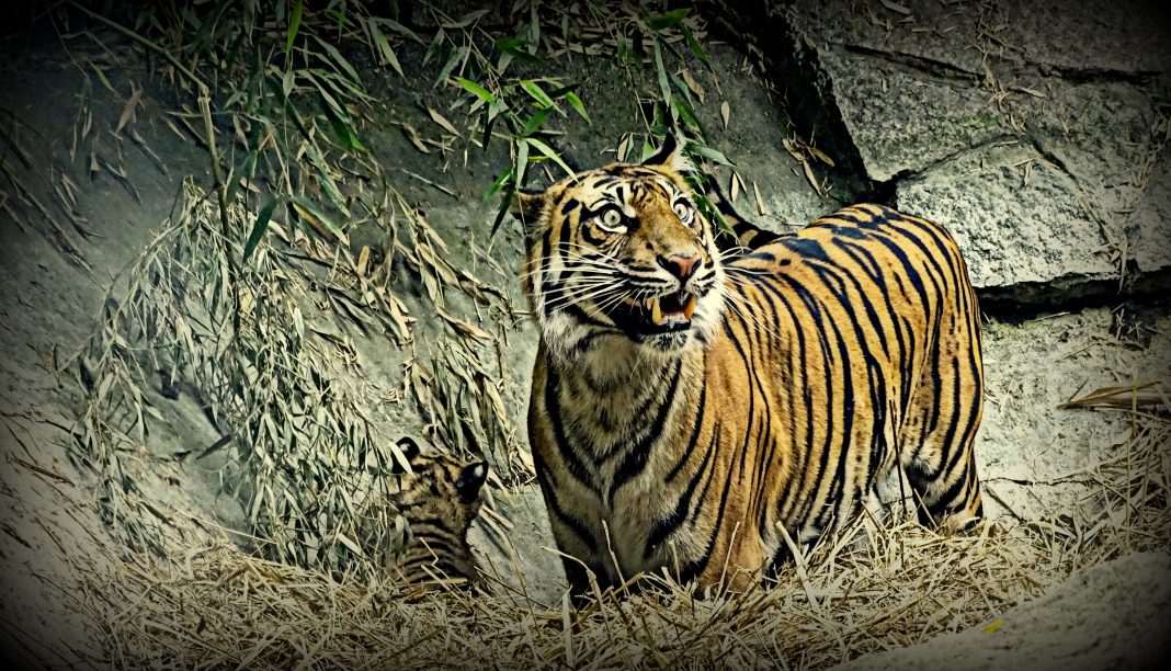 „Matka z dzieckiem czyli tygrysia historia” „Matka z dzieckiem czyli tygrysia historia”