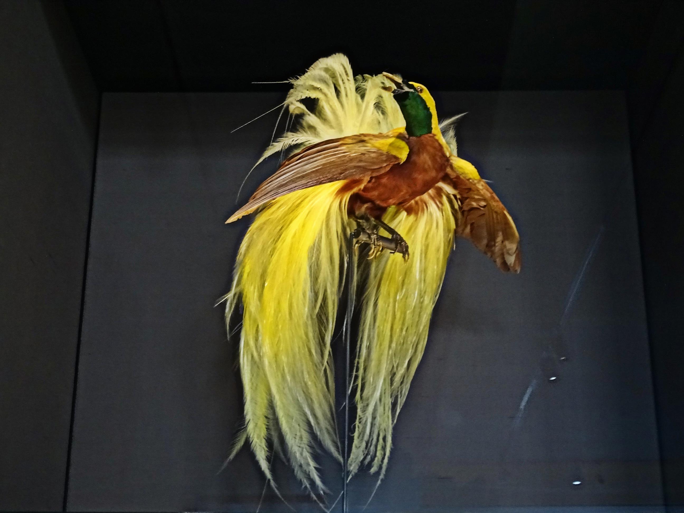 Zdjęcie Dnia. „Rajski ptak”.