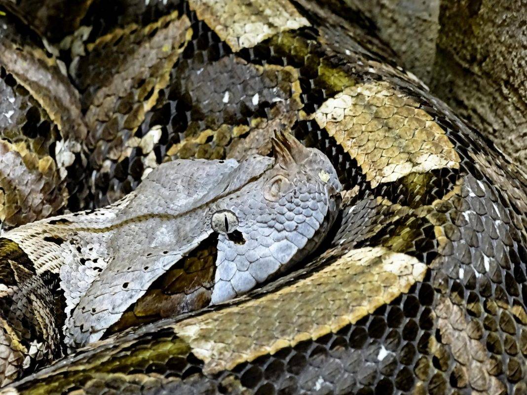 Zdjęcie dnia. „A to żmija”.