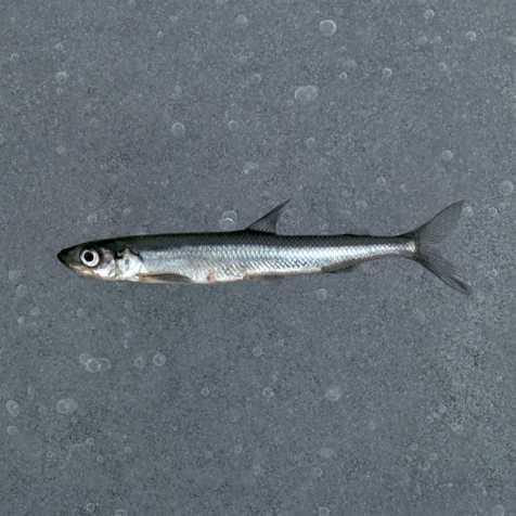 Stynka. Ryba o smaku ogórka