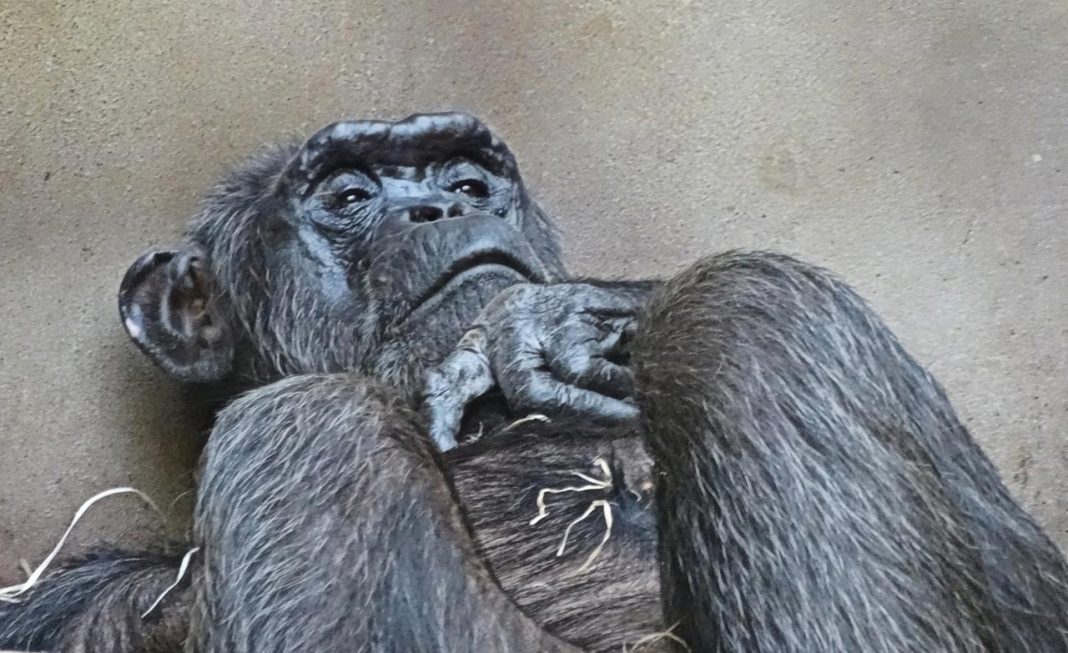 Zdjęcie Dnia. „Emerytowany Zbawca Narodu” Zdjęcie Dnia. „Emerytowany Zbawca Narodu”