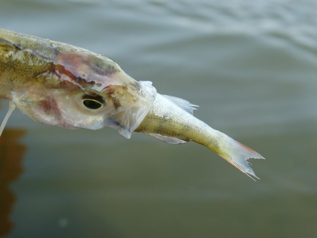 FotoStory. „Duży może więcej, ale co za dużo to niezdrowo.” FotoStory. „Duży może więcej, ale co za dużo to niezdrowo.”
