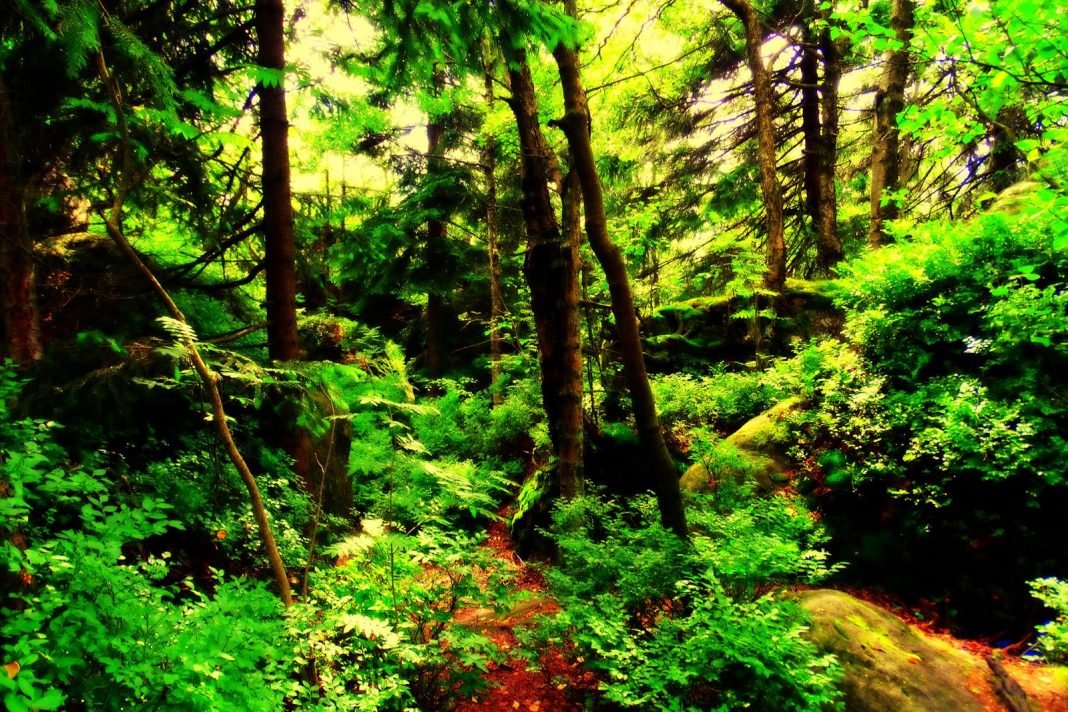 Historia jednego zdjęcia. „Las jak z bajki” Historia jednego zdjęcia. „Las jak z bajki”