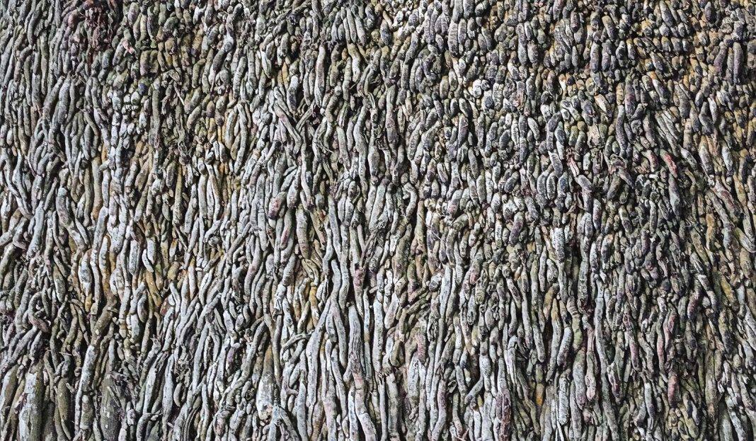 „Ściana pełna korzeni” „Ściana pełna korzeni”