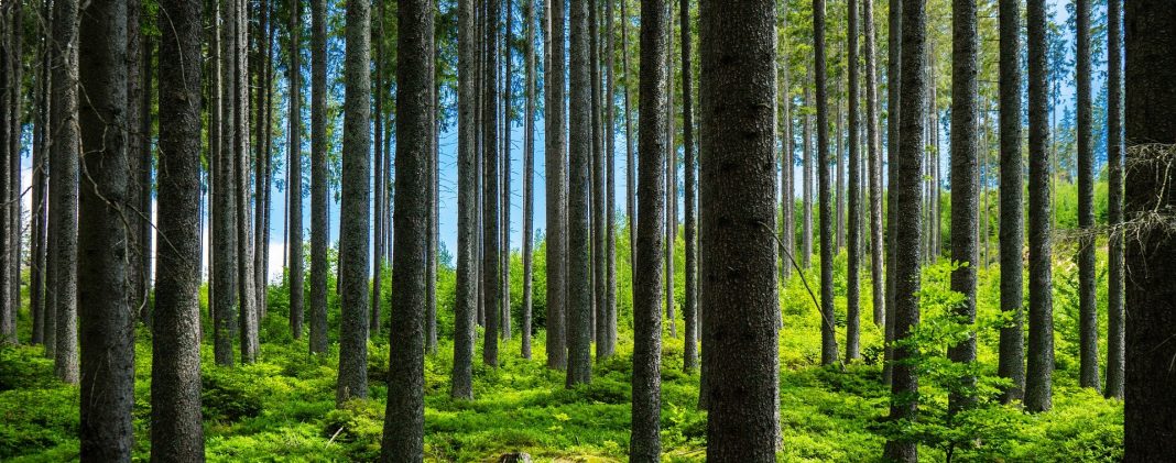 Możecie ich nie cierpieć, ale to oni posadzili 20 tysięcy drzew. Fundacja Orlen. Możecie ich nie cierpieć, ale to oni posadzili 20 tysięcy drzew. Fundacja Orlen.