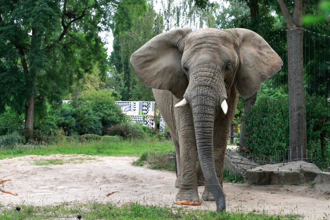 Afryka tuż pod granicą? Czeskie Zoo Safari Dvur Kralove! Afryka tuż pod granicą? Czeskie Zoo Safari Dvur Kralove!