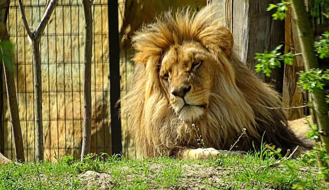 Wracamy do opolskiego zoo. Jest jeszcze lepiej! Wracamy do opolskiego zoo. Jest jeszcze lepiej!