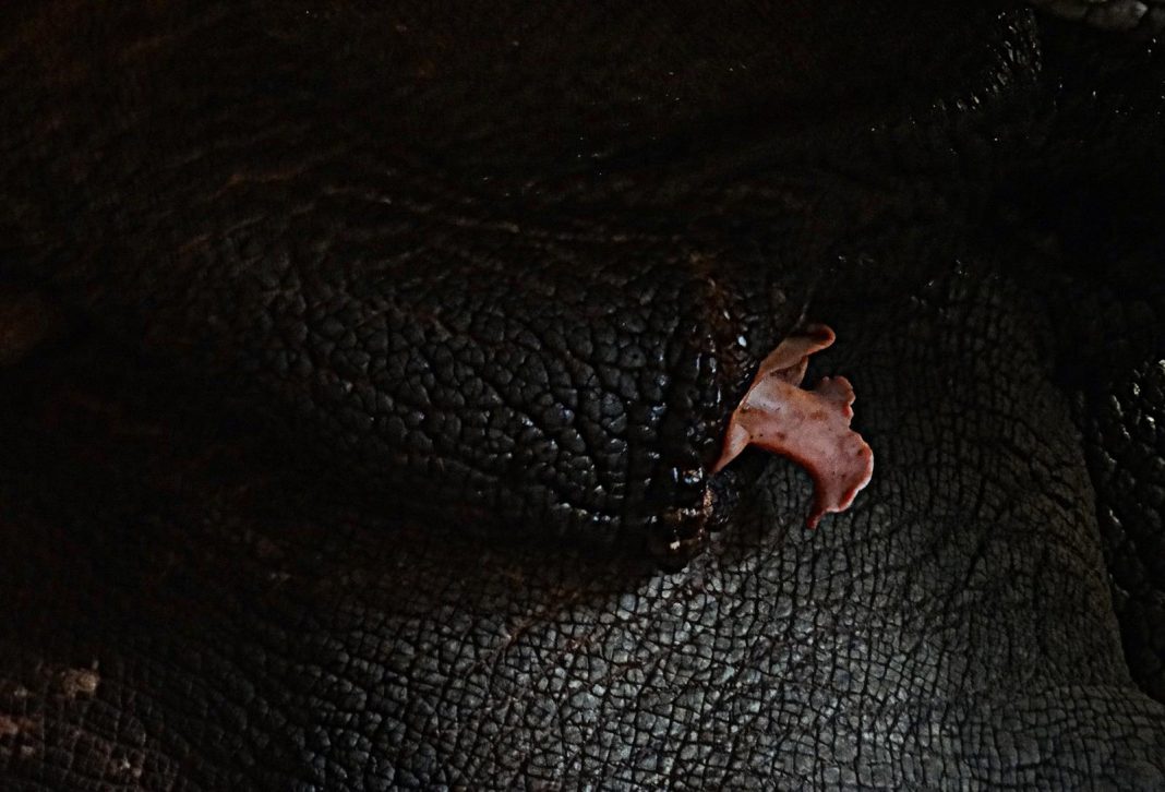 FotoStory. „Ładny kwiatek czyli skarb nosorożca” FotoStory. „Ładny kwiatek czyli skarb nosorożca”