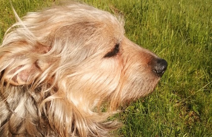 Czy wiedziałeś, że psy wyczuwają Covid19 szybciej niż testy PCR? Czy wiedziałeś, że psy wyczuwają Covid19 szybciej niż testy PCR?