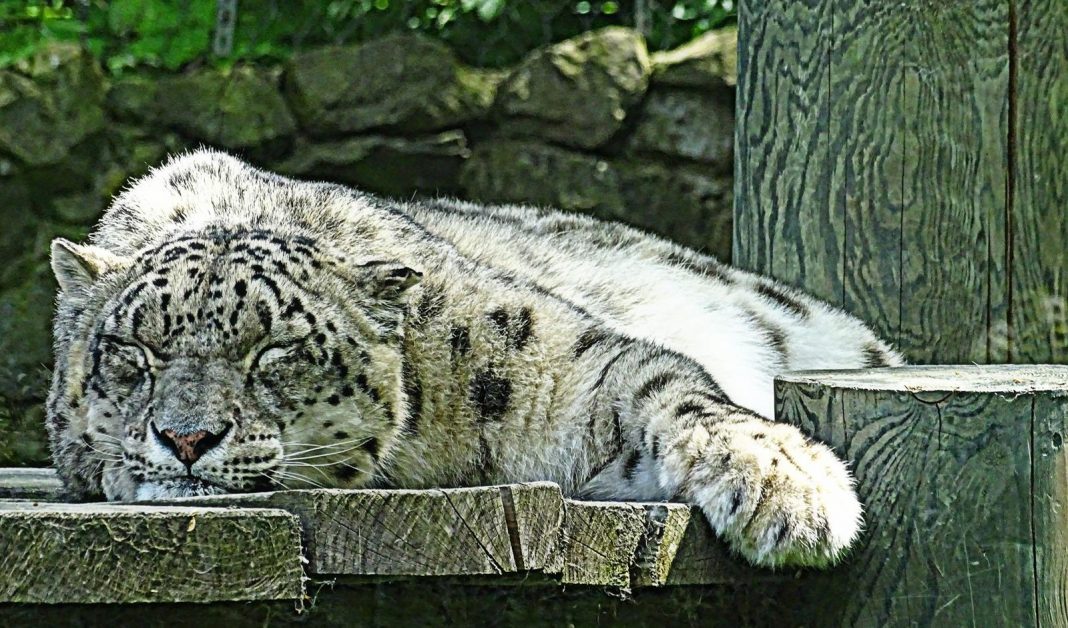 Zdjęcie Dnia. „Duch gór” Zdjęcie Dnia. „Duch gór”