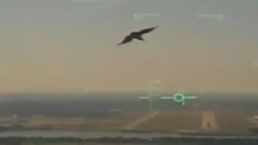 Zobacz jak sęp wlatuje w silnik wojskowego samolotu, który po chwili spada na jeden z domów Zobacz jak sęp wlatuje w silnik wojskowego samolotu, który po chwili spada na jeden z domów