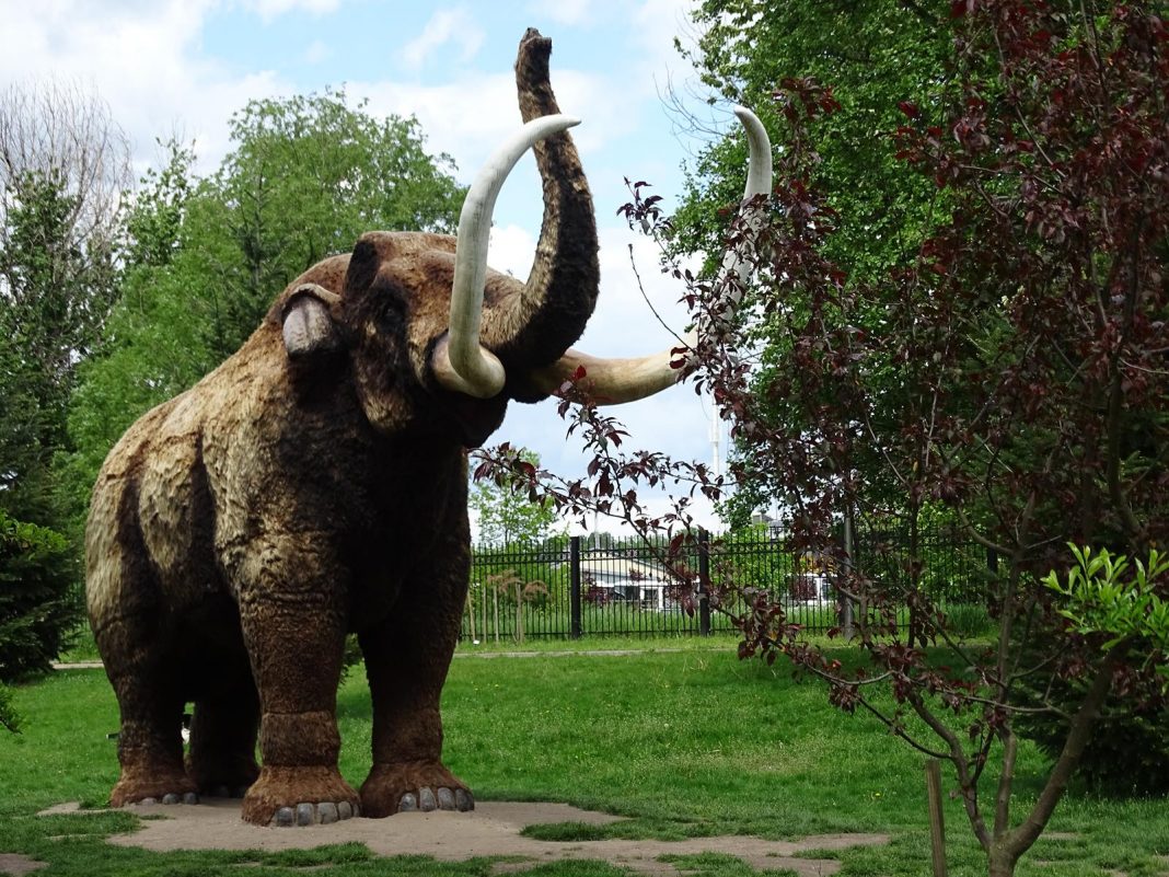 CIA finansuje przywrócenie mamuta włochatego, ale po co? CIA finansuje przywrócenie mamuta włochatego, ale po co?