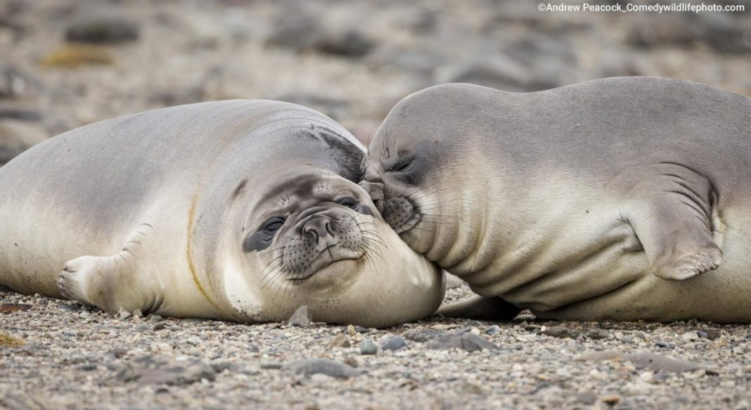 Pierdząca zebra, zakochana foka nominowane do nagrody Comedy Wildlife Photography Awards 2022 Pierdząca zebra, zakochana foka nominowane do nagrody Comedy Wildlife Photography Awards 2022