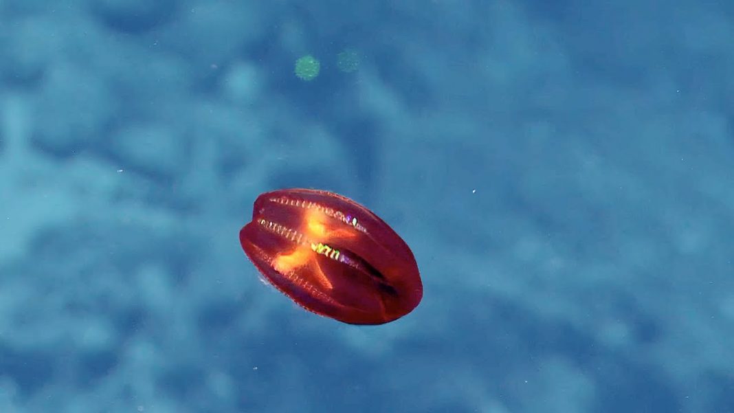 Jeśli olśniły cię stwory z „Avatara” zobacz świecące cudo żyjące pod powierzchnią oceanów Jeśli olśniły cię stwory z „Avatara” zobacz świecące cudo żyjące pod powierzchnią oceanów