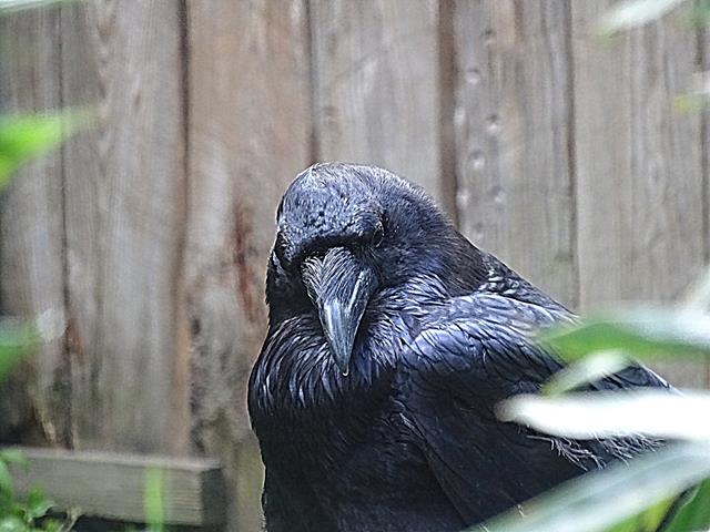 Zdjęcie Dnia. „Strażnik tajemnic”. Zdjęcie Dnia. „Strażnik tajemnic”.