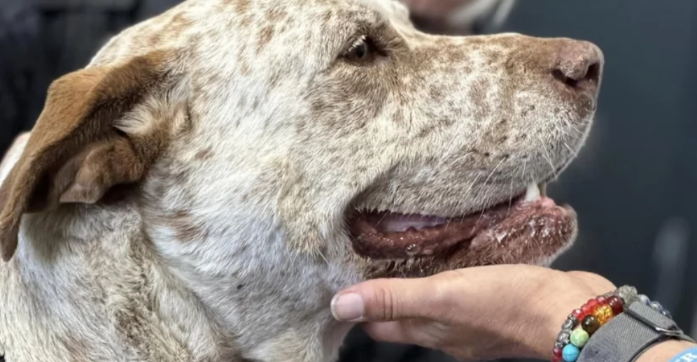 Pancho. Pies, który zmartwychwstał. Pancho. Pies, który zmartwychwstał.