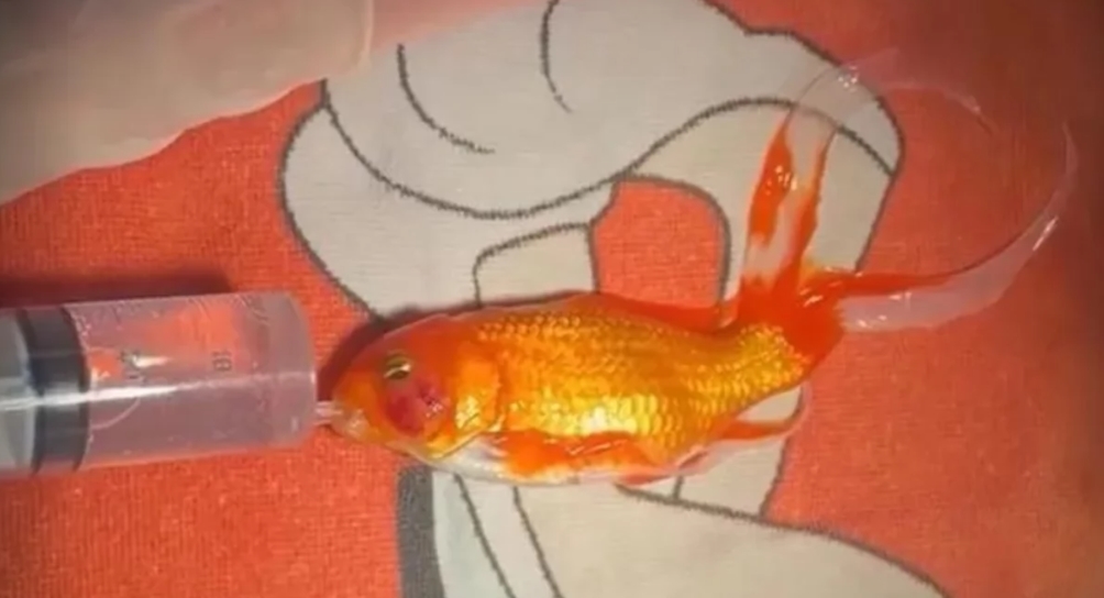 Przeżyła ciężką operację usunięcia guza. Złota rybka! Przeżyła ciężką operację usunięcia guza. Złota rybka!