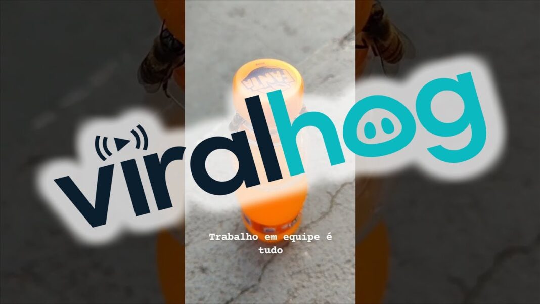 Zobacz film, na którym pszczoły otwierają butelkę z orzeźwiającym napojem Zobacz film, na którym pszczoły otwierają butelkę z orzeźwiającym napojem