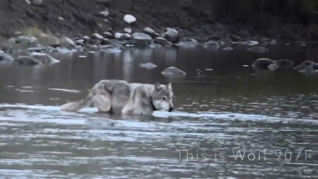 „Królowa wilków” nie żyje. Śmierć była długa i bolesna. „Królowa wilków” nie żyje. Śmierć była długa i bolesna.