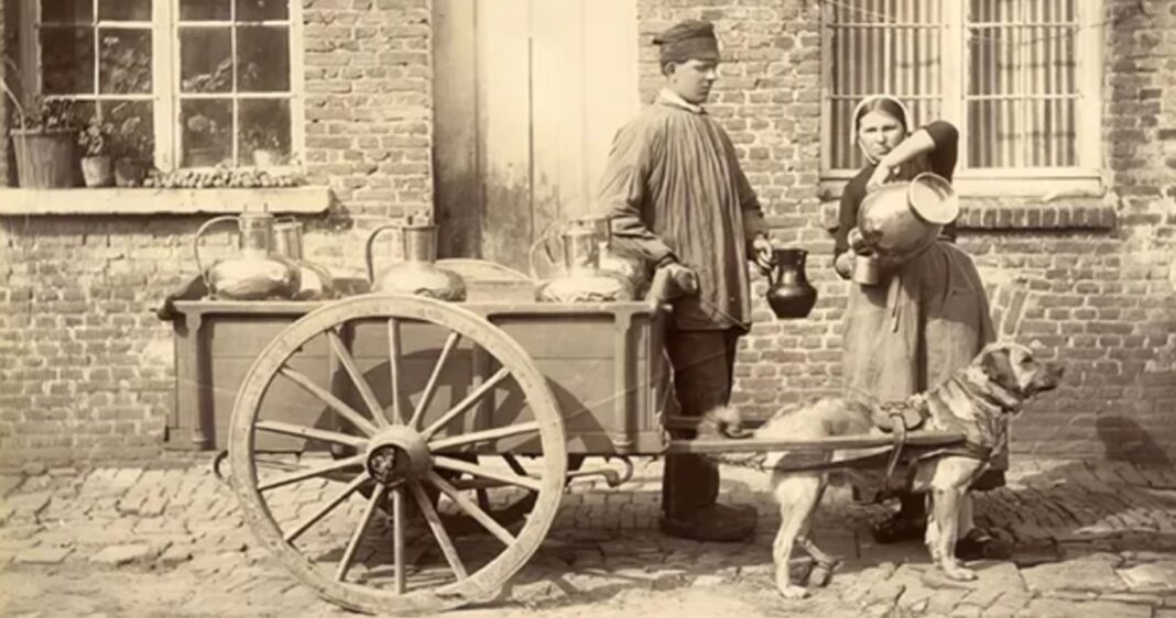 Poznaj psy służące jako konie pociągowe w transporcie towarowym Poznaj psy służące jako konie pociągowe w transporcie towarowym