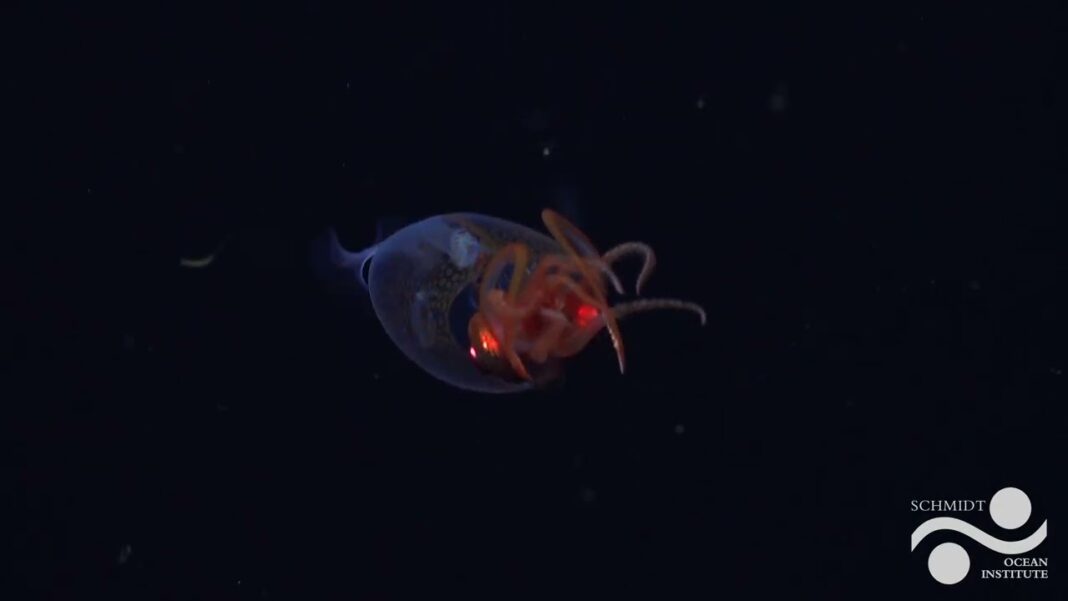 Po stu latach „odkryto” kałamarnicę olbrzymią, zobacz film!