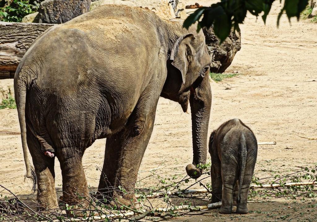 Słonie w praskim ogrodzie zoologicznym